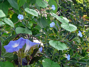 マルバアサガオ